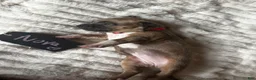 American Pit Bull Terrier dogs for sale: Nova  - Ad 4