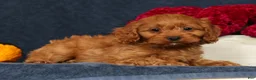 Cavapoo dogs for sale: Pluto - Ad 8