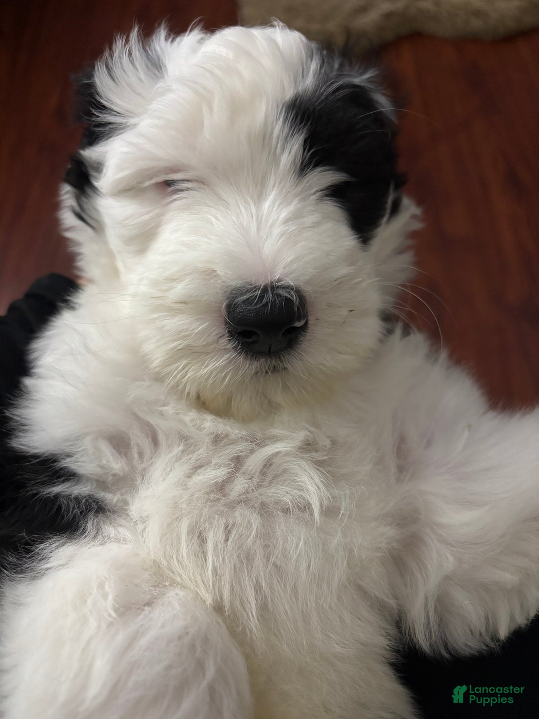 Mixed Breed dogs for sale: Lucky - Ad 4