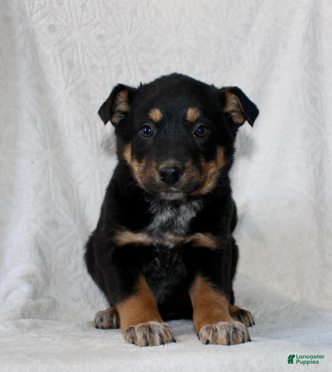 Mixed Breed dogs for sale: Sandy - Ad 1