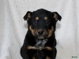 Mixed Breed dogs Sandy - Ad 9