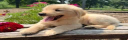 Golden Retriever dogs for sale: Finn - Ad 5