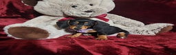 Miniature Dachshund dogs for sale: BAYLEE - Ad 10