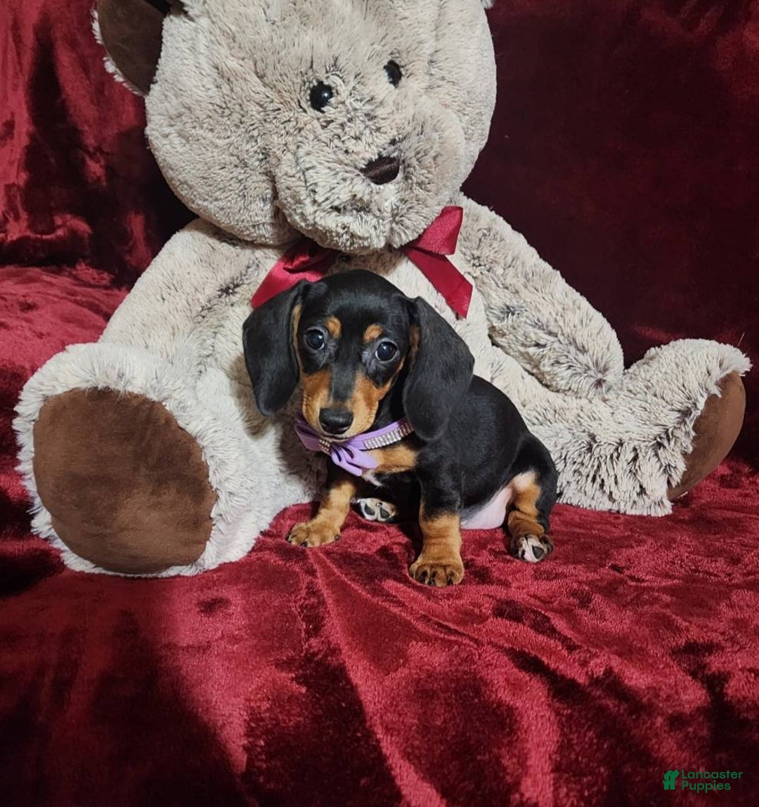 Miniature Dachshund dogs for sale: BAYLEE - Ad 10