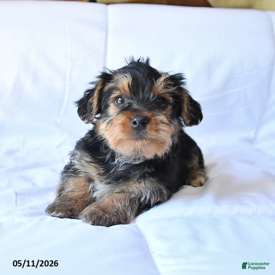 Yorkshire Terrier dogs Drake - Ad 2