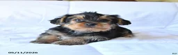 Yorkshire Terrier dogs for sale: Drake - Ad 2