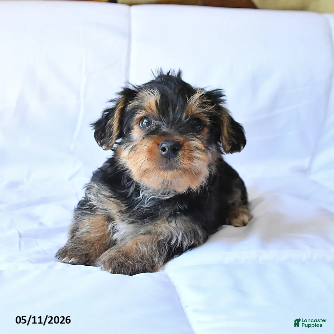 Yorkshire Terrier dogs for sale: Drake - Ad 2