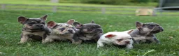 French Bulldog dogs for sale:  Flora Jane 🩷 - Ad 19