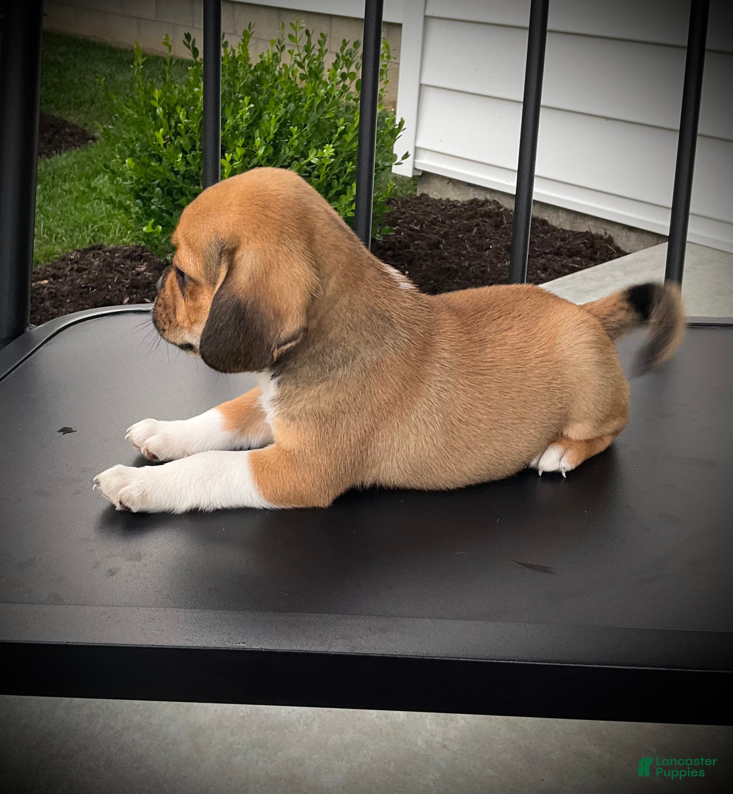 Puggle dogs Sawyer  - Ad 2