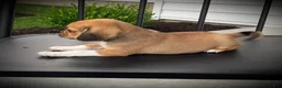 Puggle dogs for sale: Sawyer  - Ad 2