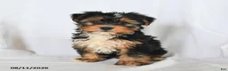 Yorkshire Terrier dogs for sale: Clover - Ad 3