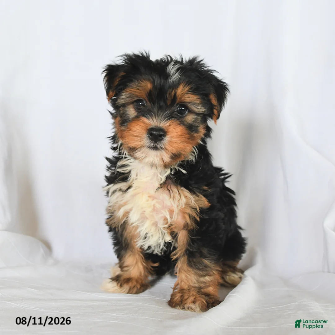 Yorkshire Terrier dogs for sale: Clover - Ad 3