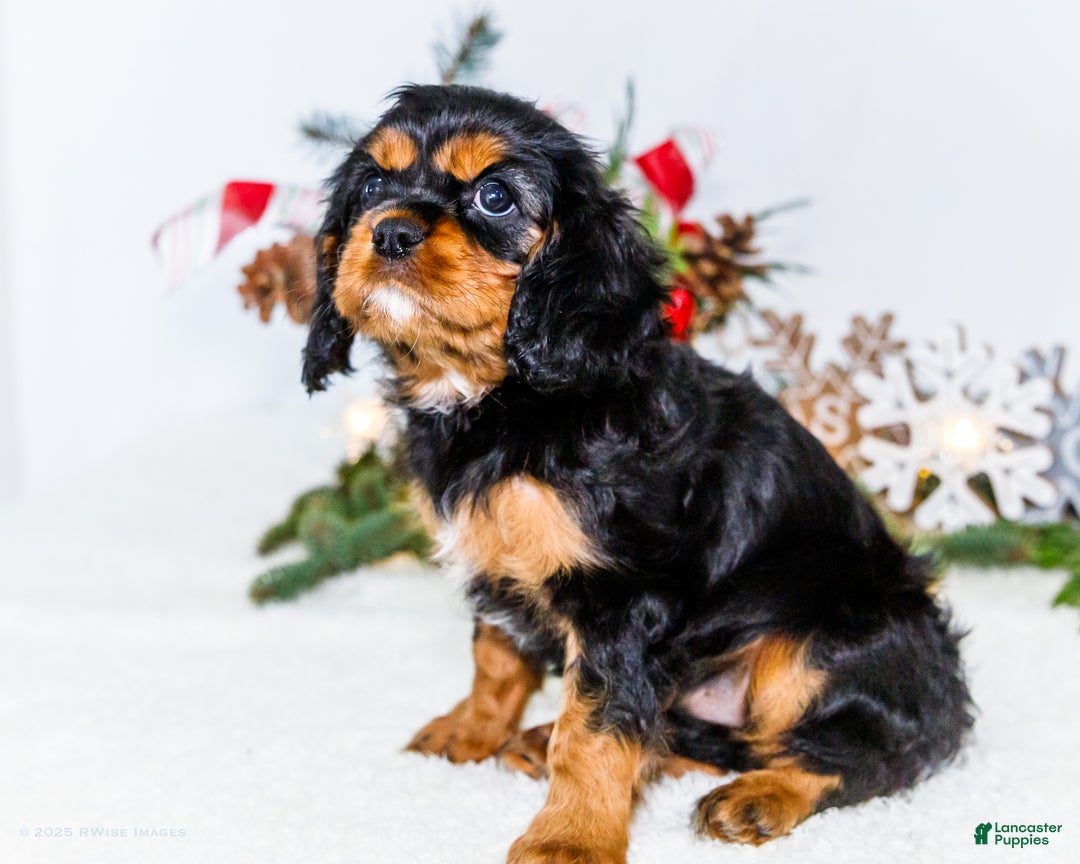 Cavalier King Charles Spaniel dogs for sale: Tinsel - Ad 3