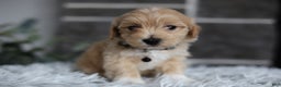 Maltipoo dogs for sale: Milo - Ad 4