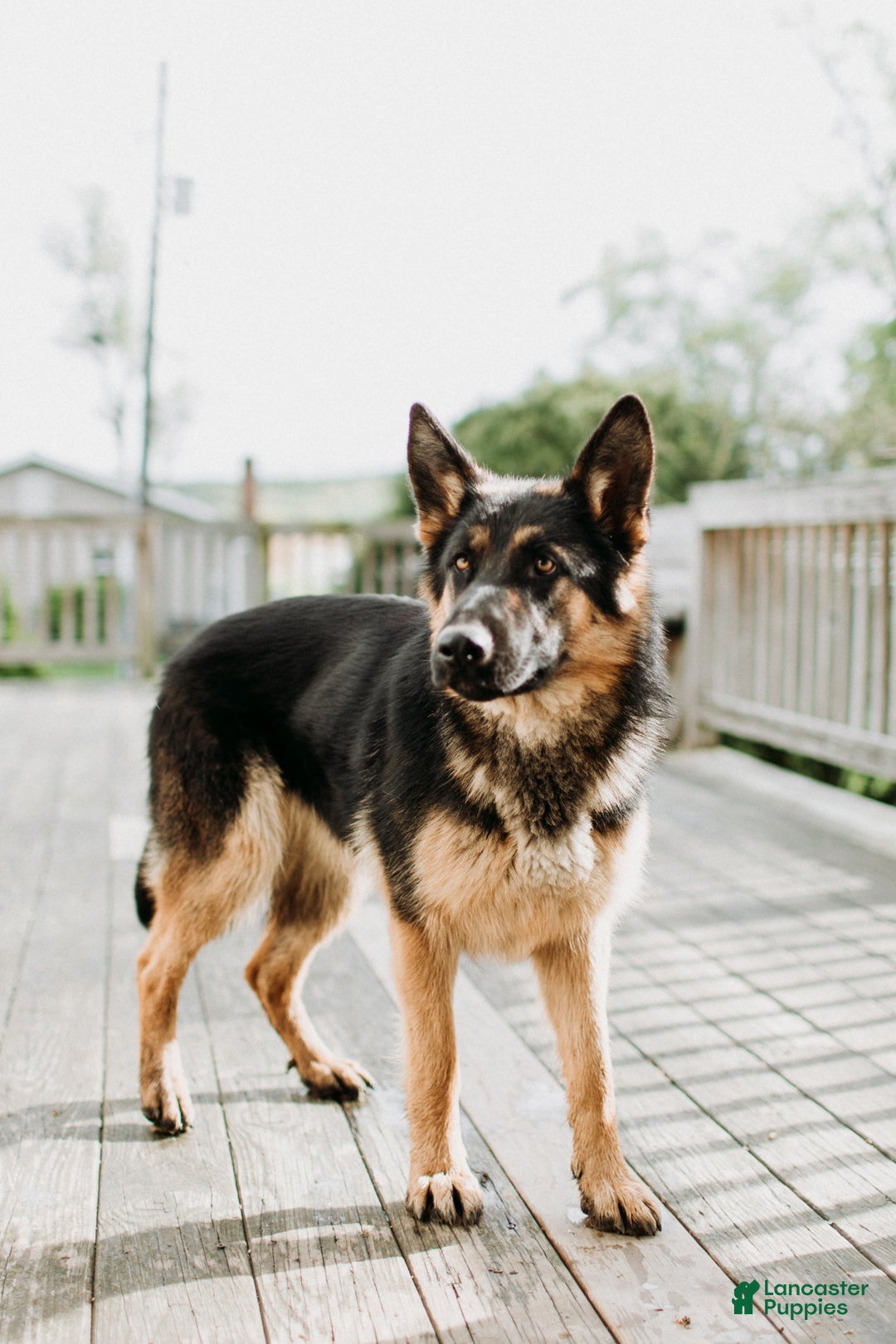 German Shepherd dogs for sale: Twinkle  - Ad 4