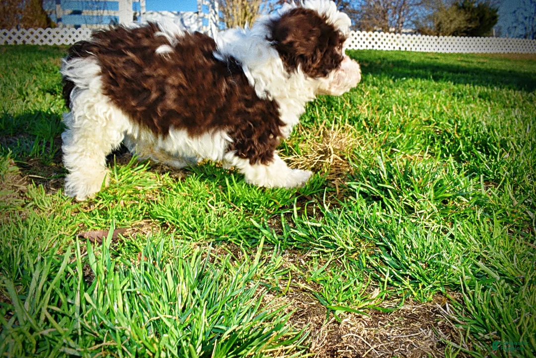 Havapoo dogs for sale: Sunny - Ad 64