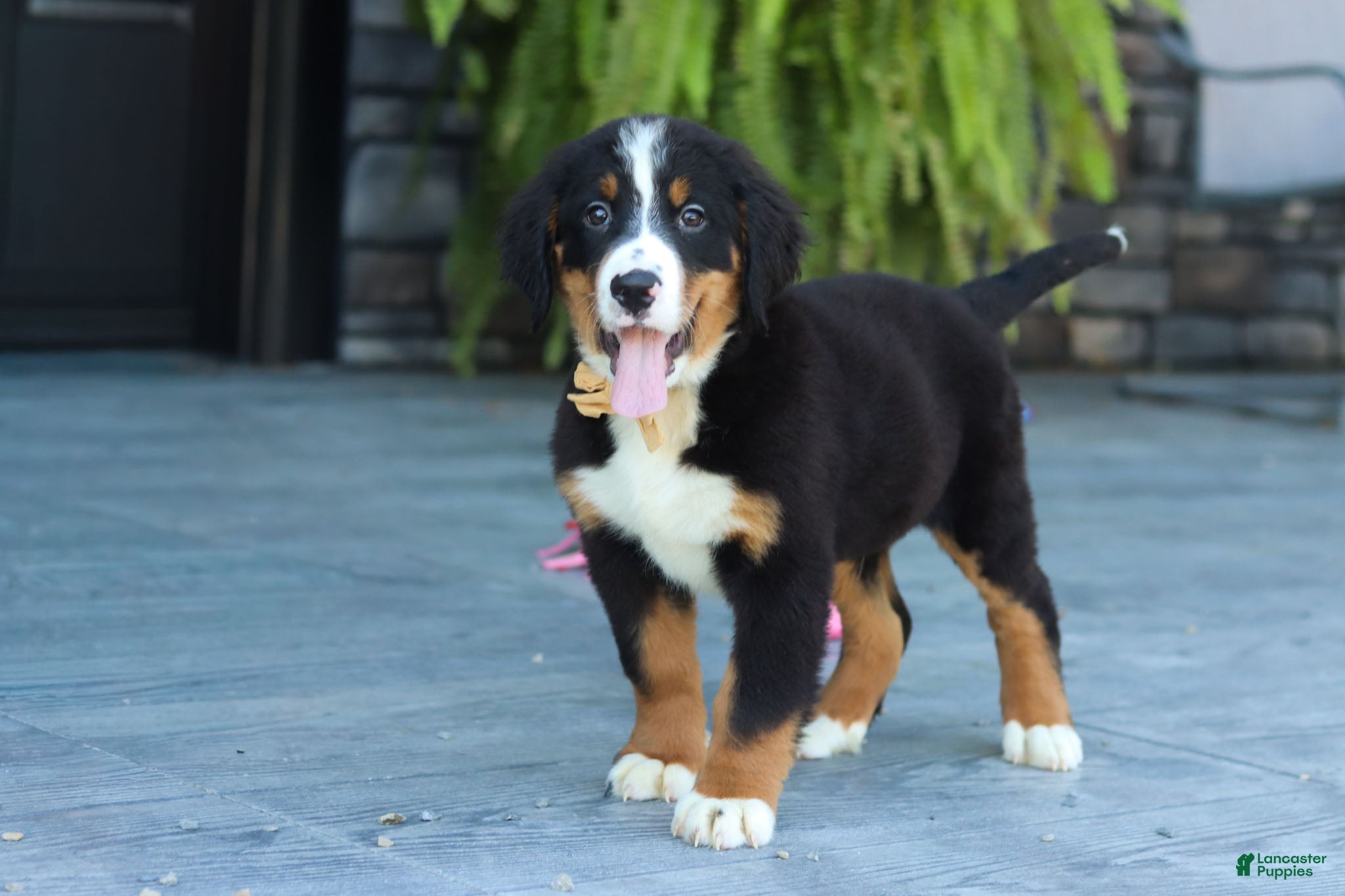 Bernese Mountain Dog dogs Bentley - Ad 2