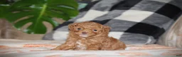 Toy Poodle dogs for sale: Sahara - Ad 1