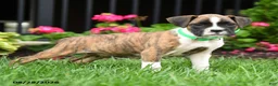 Boxer dogs for sale: Roxy - Ad 4