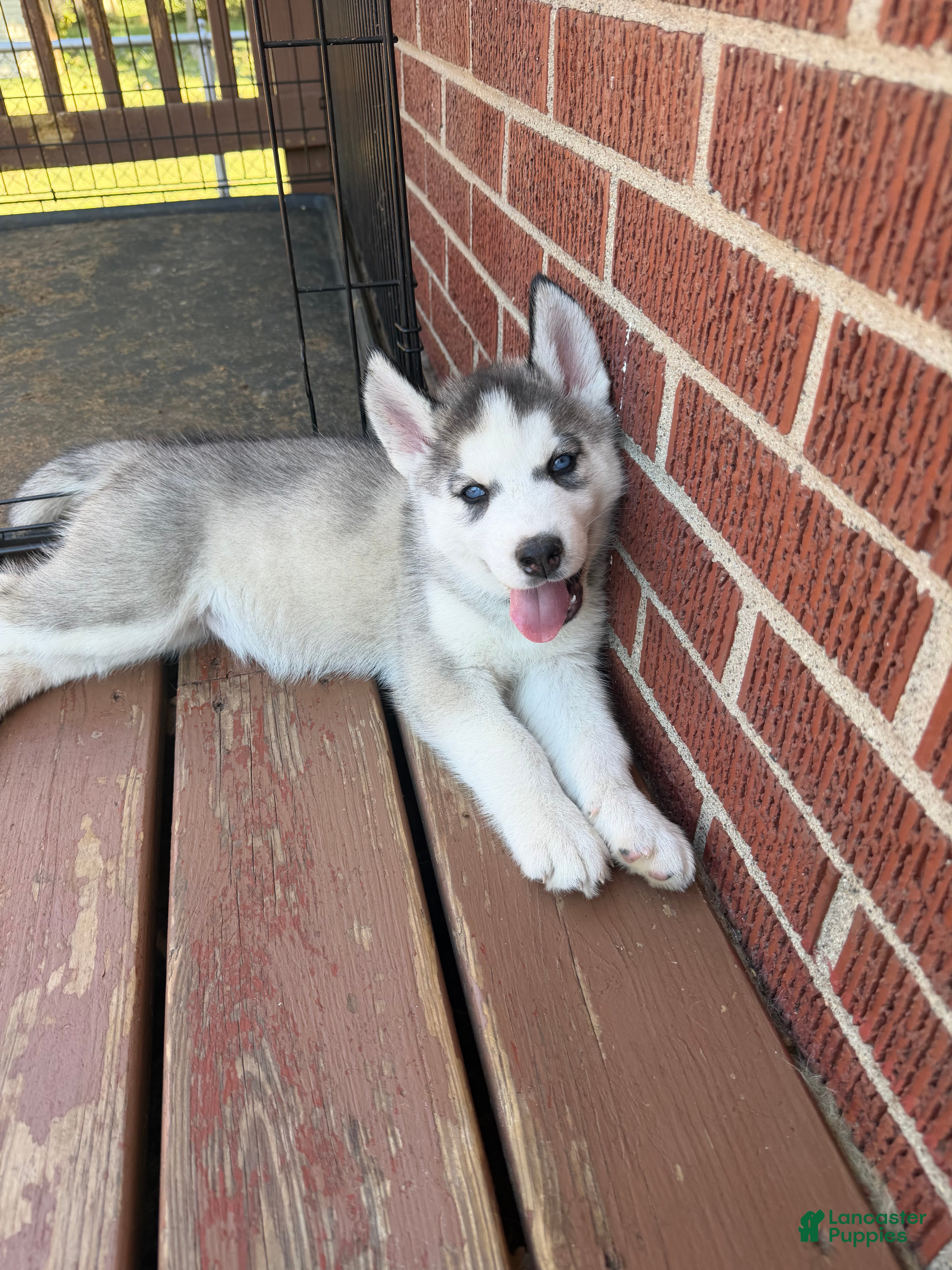 Zane (Siberian Husky, Male) in Louisville, KY