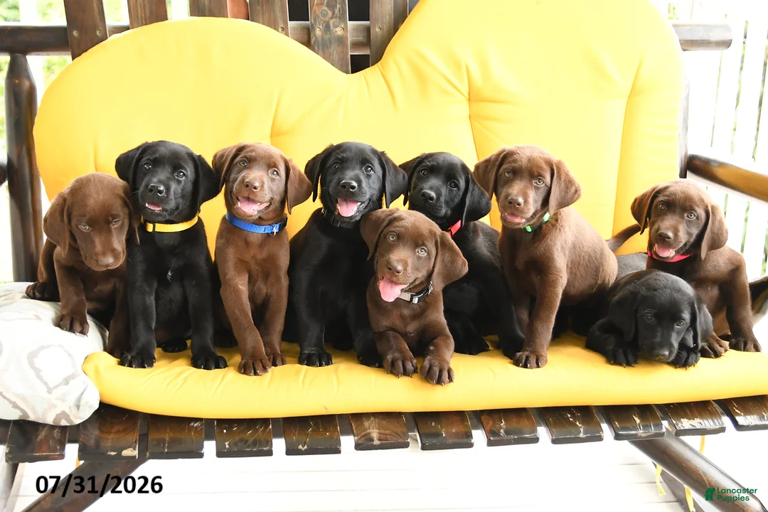 Labrador Retriever dogs for sale: Baxter - Ad 3