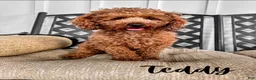 Mixed Breed dogs for sale: Phoenix - Ad 3