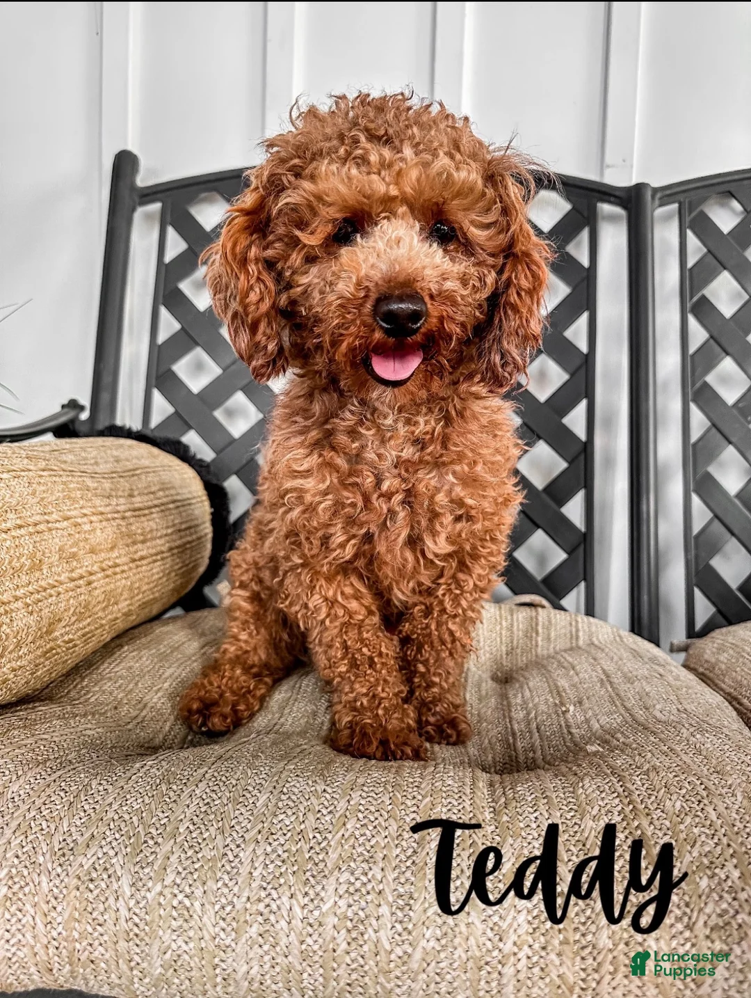 Mixed Breed dogs for sale: Phoenix - Ad 3