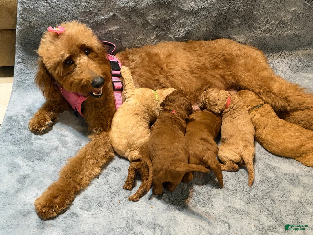 Goldendoodle dogs for sale: Goldendoodle 2 - Ad 2