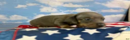 Miniature Dachshund dogs for sale: Akc Primrose SH blue and tan DNA OFA - Ad 5