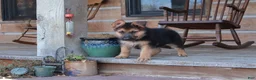 German Shepherd dogs for sale: Patriot - Ad 1
