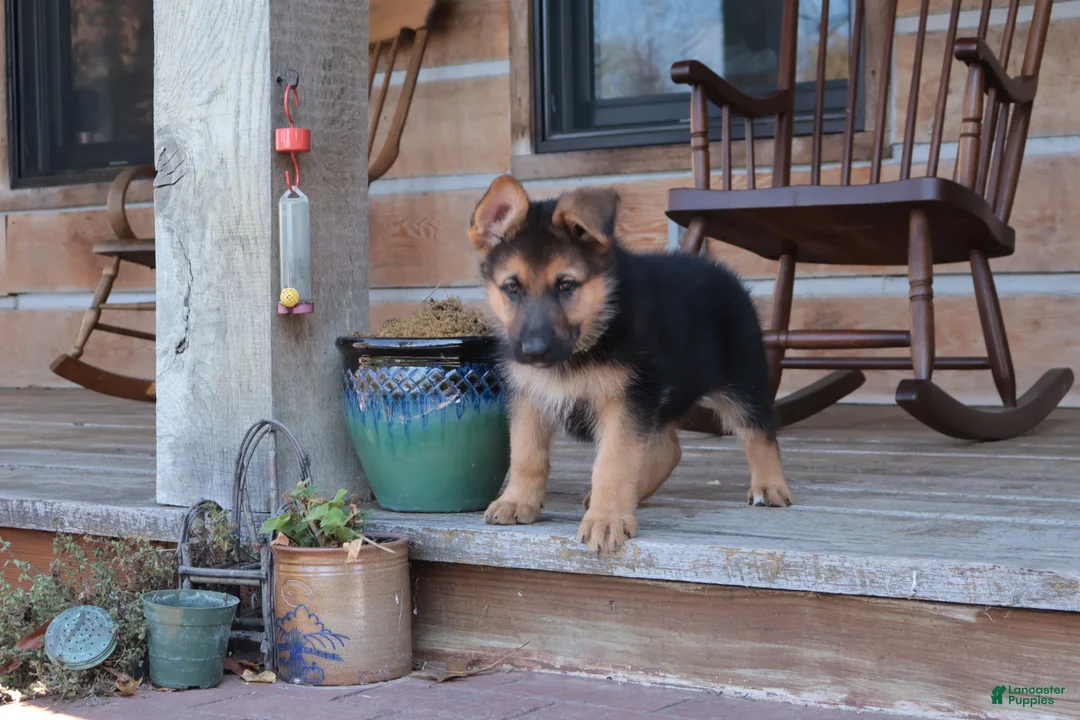 German Shepherd dogs for sale: Patriot - Ad 1