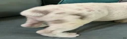 Beabull dogs for sale: Frankie - Ad 7