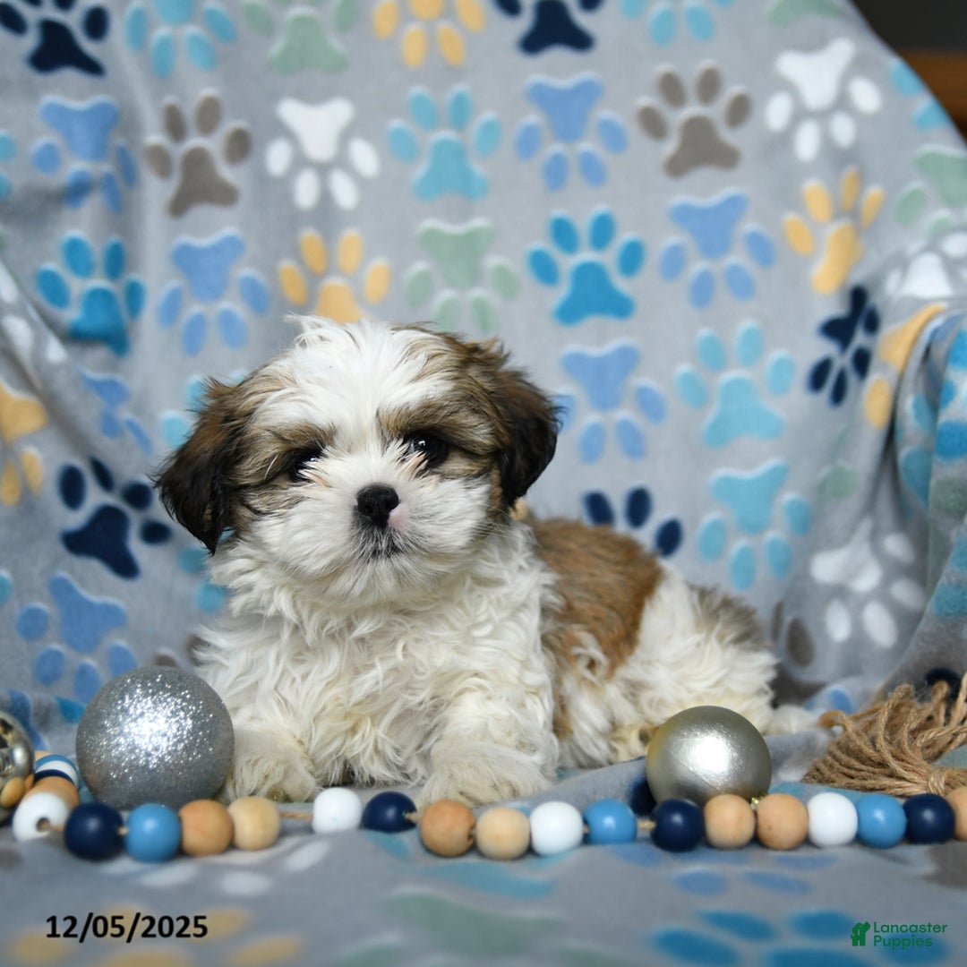 Shih Tzu dogs for sale: Jazz - Ad 2