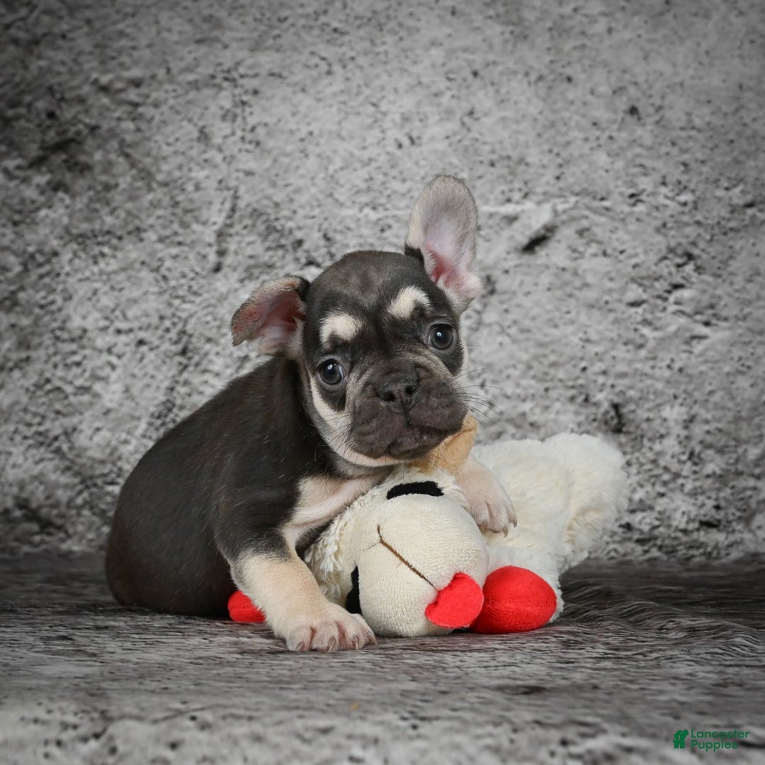 French Bulldog dogs for sale: Becky - Ad 5