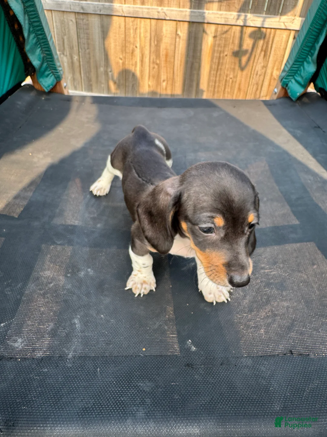 Miniature Dachshund dogs for sale: Miniature Dachshund Puppy 2 - Ad 2