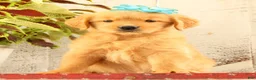 Golden Retriever dogs for sale: Nora - Ad 2