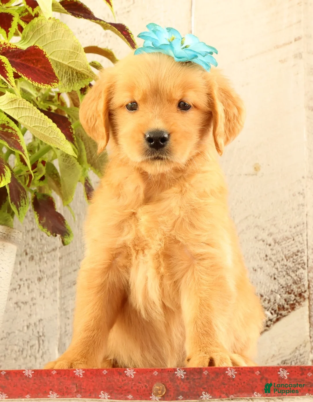 Golden Retriever dogs for sale: Nora - Ad 2