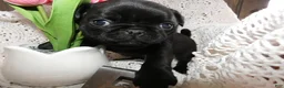 Pug dogs for sale: Pug Puppy 5 Myron - Ad 1