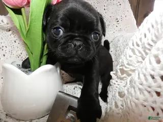 Pug dogs Pug Puppy 5 Myron - Ad 22