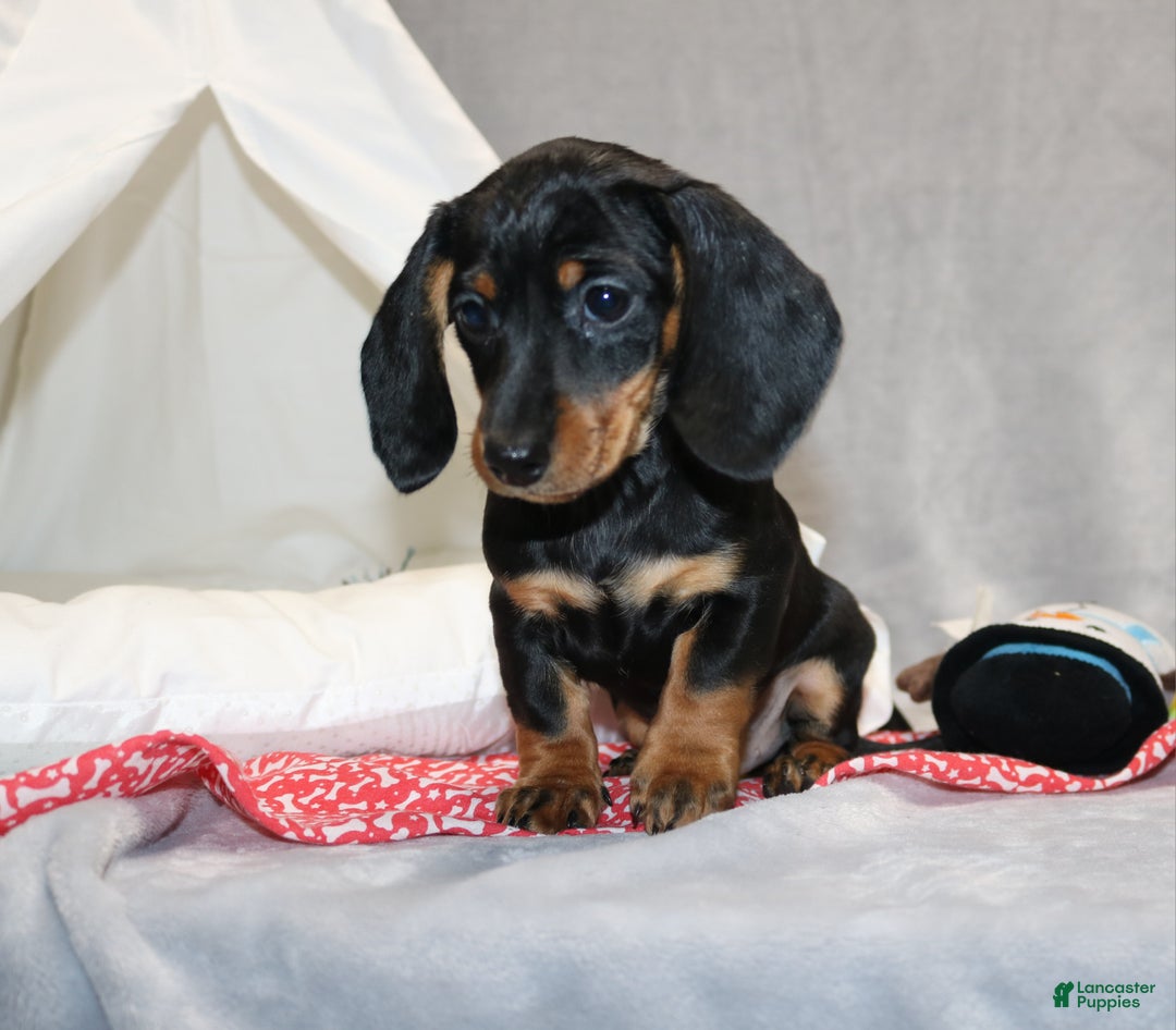 Miniature Dachshund dogs for sale: Hugo - Ad 3