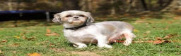 Shorkie dogs for sale: Frisky - Ad 7