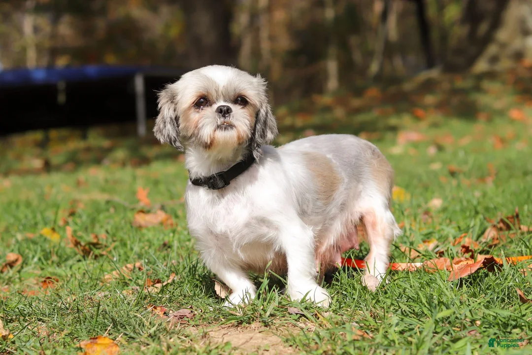 Shorkie dogs for sale: Frisky - Ad 7