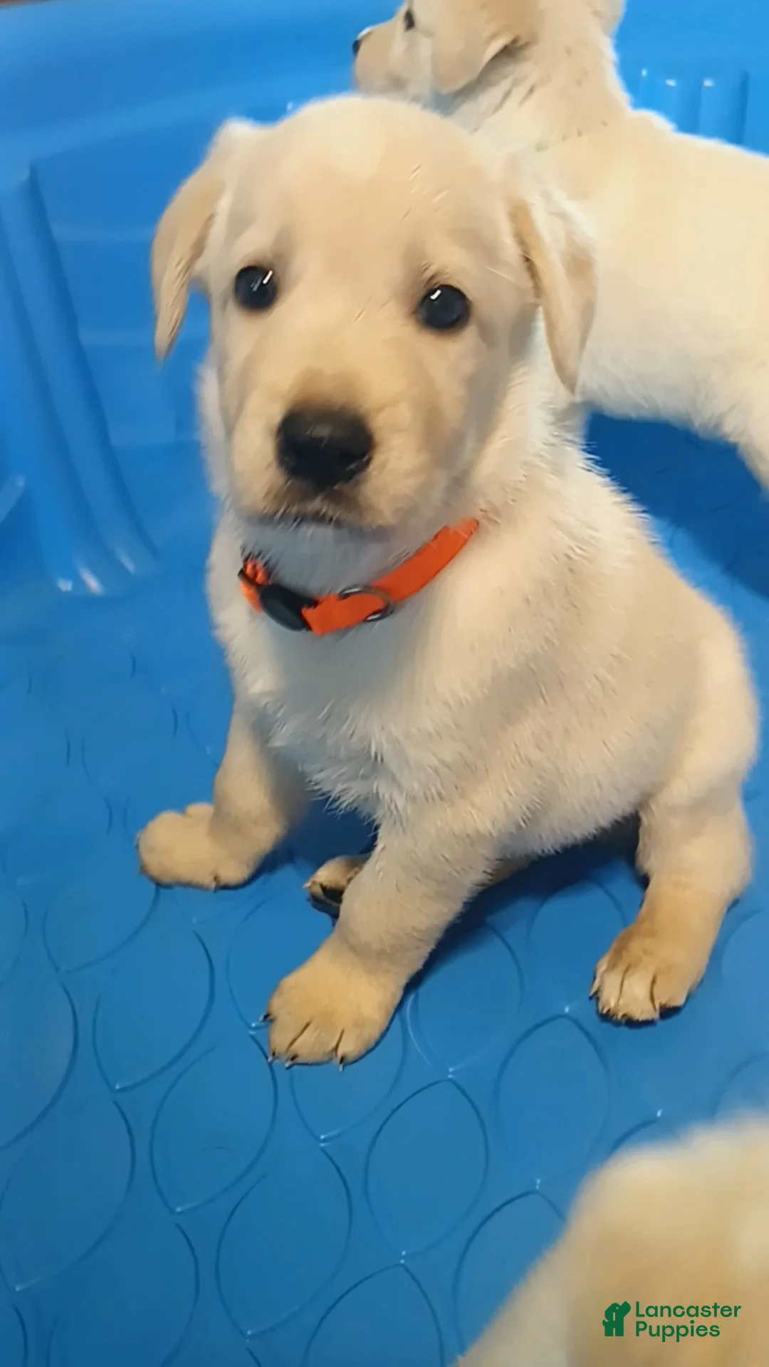 Golden Shepherd dogs for sale: Swinney  - Ad 2