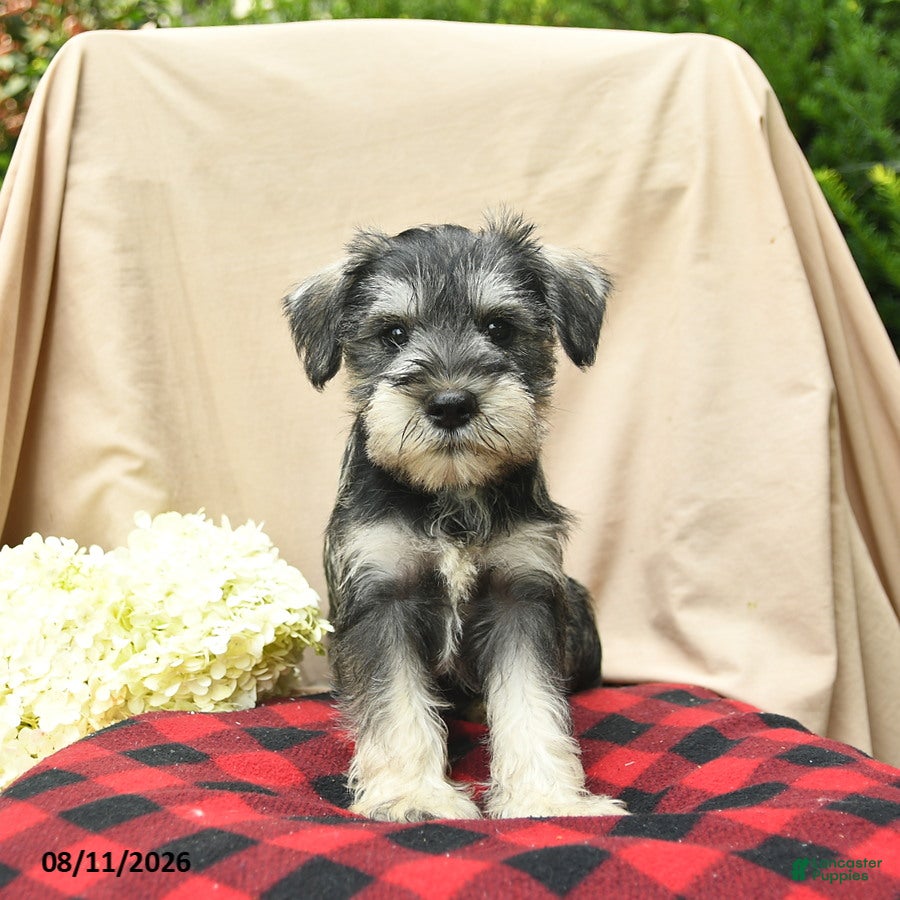 Miniature Schnauzer dogs Libby  - Ad 1