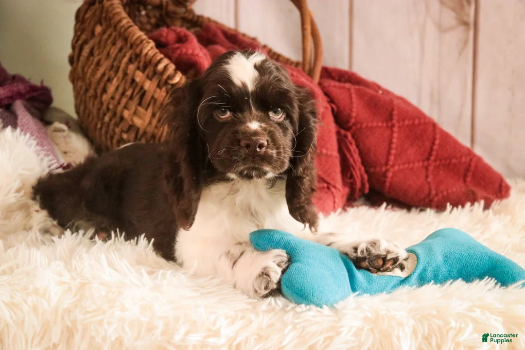 Cocker Spaniel dogs for sale: Gilbert - Ad 8