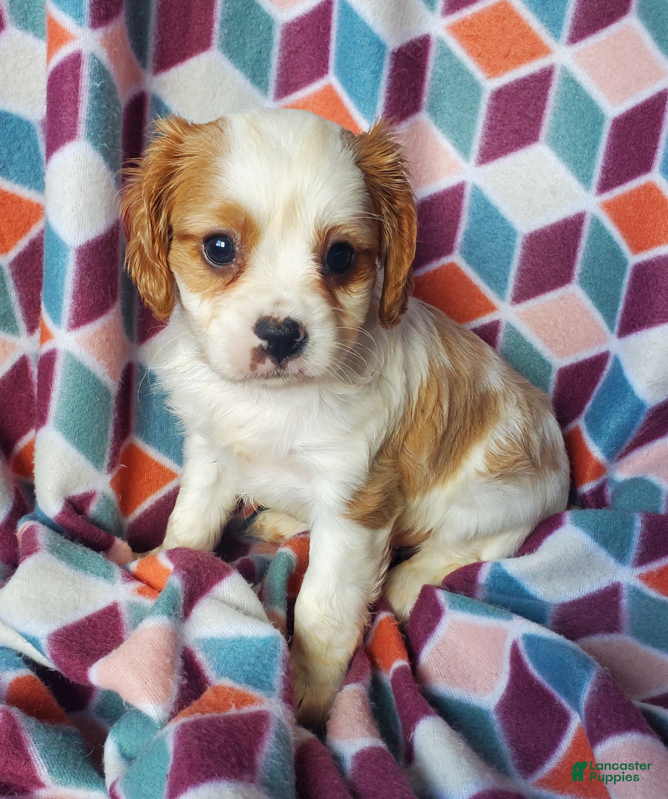 Cavachon dogs Dutton - Ad 1