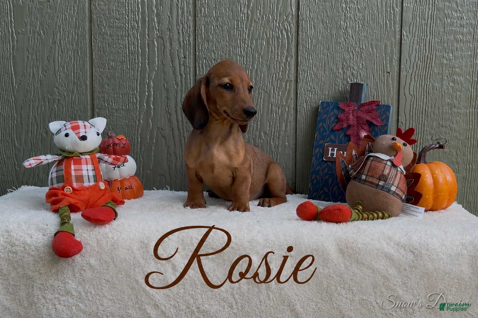 Miniature Dachshund dogs Rosie - Ad 2