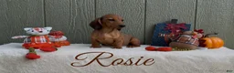 Miniature Dachshund dogs for sale: Rosie - Ad 2