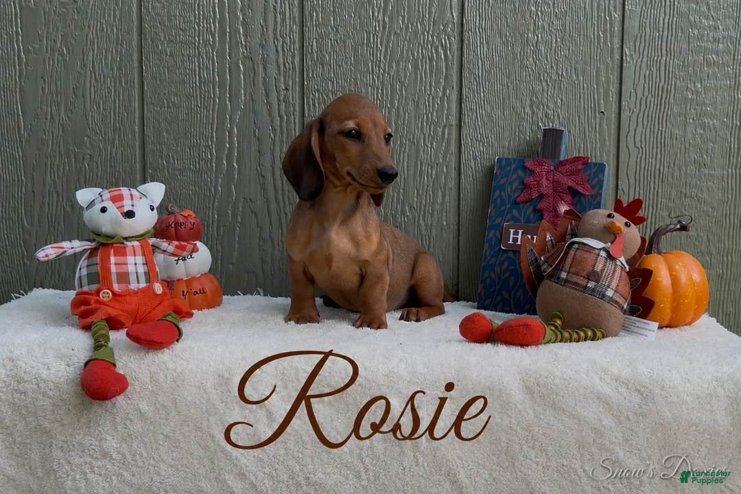 Miniature Dachshund dogs for sale: Rosie - Ad 2