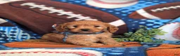 Cavapoo dogs for sale: Dillin - Ad 3